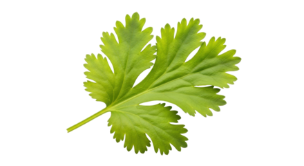Isolated cilantro leaf ingredient, perfect for flavoring food with an herbal and fresh taste