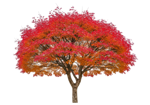 Isolated Japanese maple in full fall foliage color, red and orange leaves and bare branches