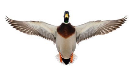Isolated Mallard duck with outstretched wings in flight position, ready to fly or land