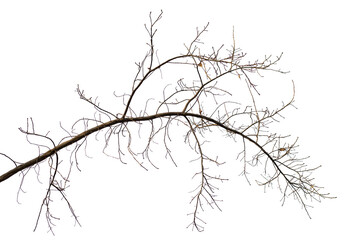  Natural oak branch on white background