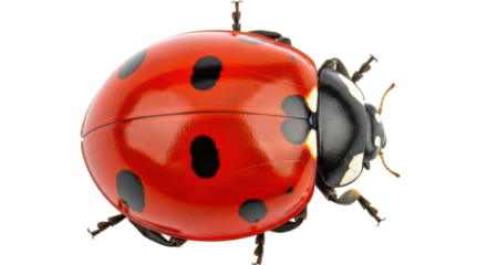 Isolated Ladybug with Black Spots close-up insect, beetle, garden bug, lucky, macro studio shot
