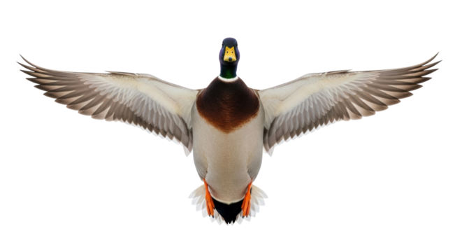 Isolated Mallard duck with outstretched wings in flight position, ready to fly or land