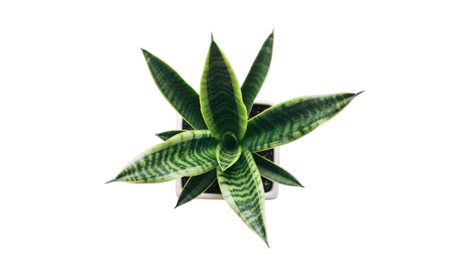 Overhead view of a sansevieria plant in a white pot on black background