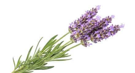 Isolated Lavandula with Purple Flowers and Green Stems, Aromatic Herbs, Spa and Wellness