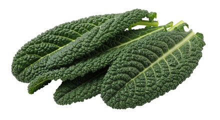 Isolated Italian Kale Leaves in a Cluster for a Healthy and Fresh Cooking Ingredient