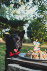 A cute black dog is ready to enjoy a birthday cake with a number two candle, celebrating a special day