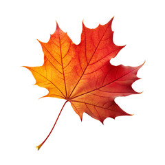 Obraz premium Vibrant red and orange maple leaf isolated on transparent background, symbolizing autumn and change