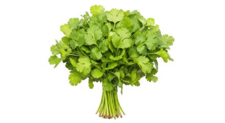 Isolated bundle of fresh cilantro or coriander leaves, aromatic and fragrant herb bunch