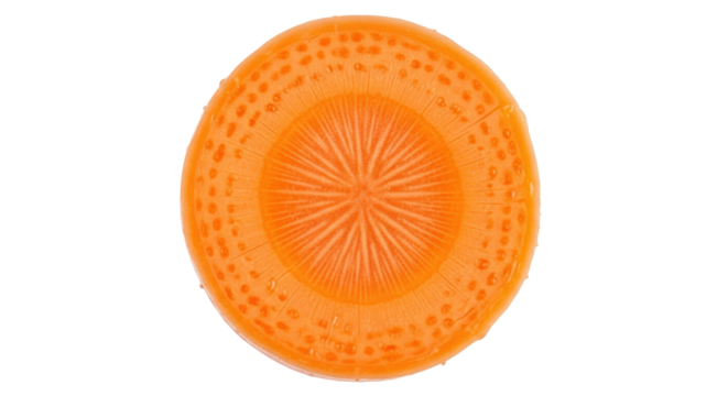 Isolated cross-section of orange carrot slice, vegetable with texture and star pattern