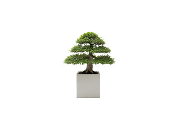 Ficus or Elm bonsai tree with layered canopy in a tall concrete planter, isolated on white