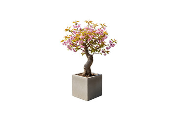 Cherry blossom bonsai tree with pink flowers in a square concrete pot, isolated on white