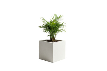 Areca or Parlor Palm houseplant in a square white concrete planter, isolated on white