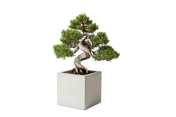 Juniper bonsai tree with dramatic white twisted trunk in a square concrete pot, isolated on white
