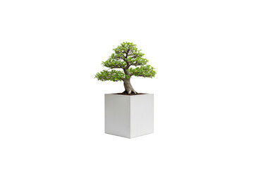 Ficus or other broadleaf bonsai tree in a tall, clean white square planter, isolated on white