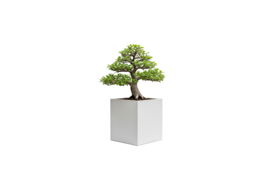 Ficus or other broadleaf bonsai tree in a tall, clean white square planter, isolated on white
