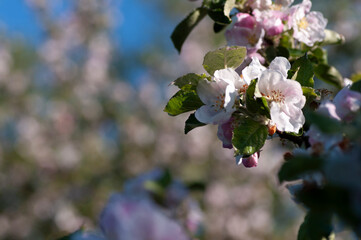 Apple blossom with copy space