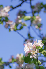 Pink apple blossom with copy space.