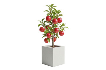 Dwarf apple tree with red fruit in a square light gray concrete planter, isolated on white
