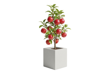 Dwarf apple tree with red fruit in a square light gray concrete planter, isolated on white