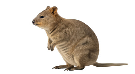 Isolated Quokka stands alert on its hind legs, looking to the left, curious and cautious