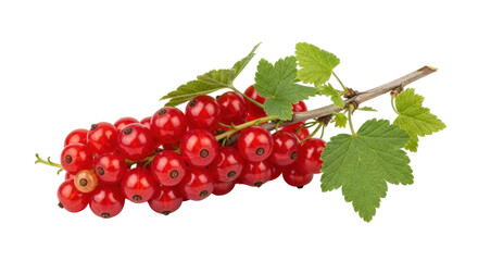 Isolated bunch of fresh red currant berries on stem, healthy sweet raw fruits and leaves