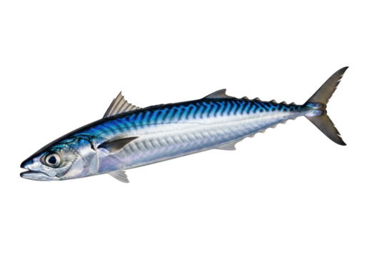 Isolated Atlantic mackerel swimming, a saltwater ray-finned fish with distinct blue stripes - Powered by Adobe