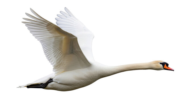Isolated Mute Swan in flight, elegant white plumage, neck stretched forward, graceful bird