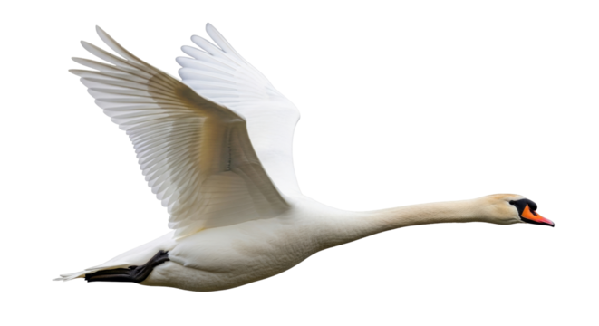 Isolated Mute Swan in flight, elegant white plumage, neck stretched forward, graceful bird