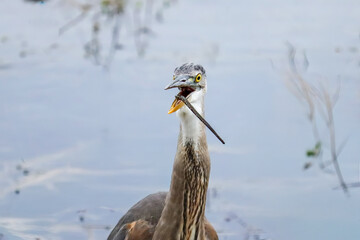 Great Blue Heron with Snake Tail Hanging out of its Beak Bill 