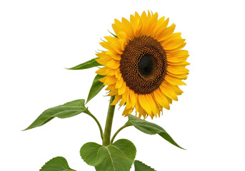 Obraz premium Isolated sunflower in full bloom with green leaves, ready for design compositing