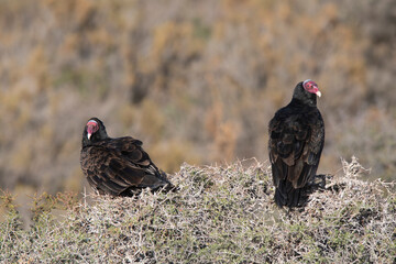 Turkey Vulture, ,planning in flight, Patagonia, Argentina