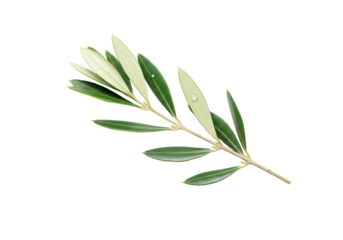 Exquisite, fresh olive branch, vibrant green and silvery leaves, dewy, pristine, razor-sharp focus on seamless transparent background with copy space. Concept of botanical purity and elegance