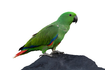 Female Eclectus Parrot Perched on Black Rock Against Pure White Backdrop
