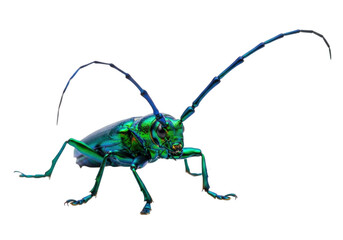 Isolated iridescent longhorn beetle insect, emerald green and blue in color, full figure