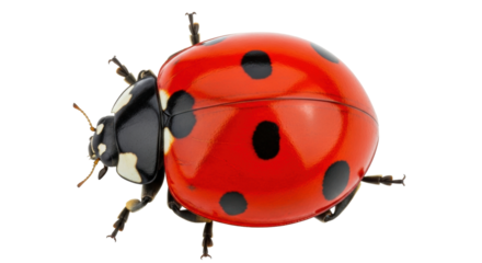 Isolated seven-spot ladybug or coccinella septempunctata, a red insect with black spots