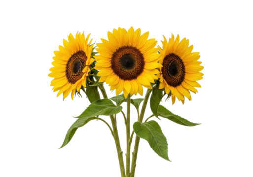 Isolated sunflower bouquet, three flowers with stems and leaves, yellow petals, golden bloom