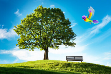 大きな木の下にあるベンチに舞い降りるカラフルな鳥