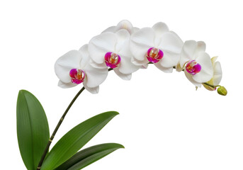 Isolated Phalaenopsis orchid with delicate white petals and pink center, plant blossom