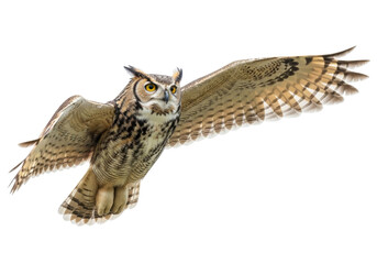 Isolated Great Horned Owl flying, wings spread wide looking at the viewer, no background