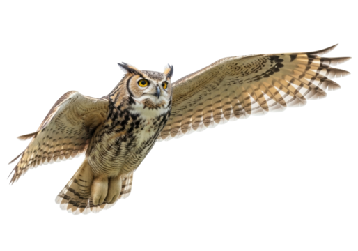 Isolated Great Horned Owl flying, wings spread wide looking at the viewer, no background