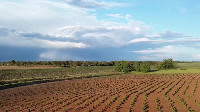 CAMPOS DE VI&Ntilde;EDOS