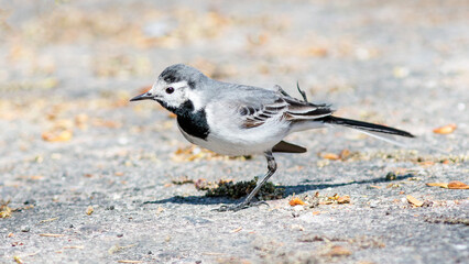 bird on the beach