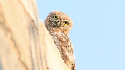 great horned owl