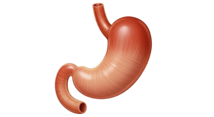 Isolated illustration of human stomach, digestive system for medical or education use