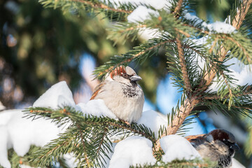 Sparrow sits on a fir branch with snow in winter