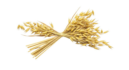 Isolated sheaf of ripe golden oat plant stems is tied into bouquet for agricultural use