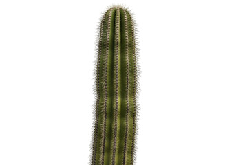 Isolated Saguaro cactus, a spiny columnar desert plant native to Arizona and Mexico