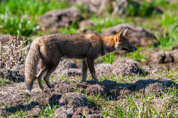 Grey fox in Ibera Marsh National Park environment, Corrientes Province, Argentina.