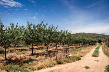 Fototapeta premium Orchard Dirt Road — Agricultural Tree Rows in Summer Landscape