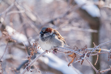 Sparrow sits on a branch without leaves.